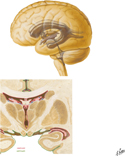 Ventricles of Brain