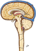 Circulation of Cerebrospinal Fluid