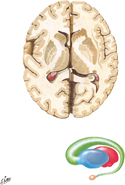 Basal Nuclei