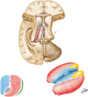 Thalamus and Related Structures
