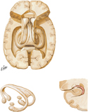 Hippocampus and Fornix