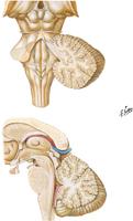 Ventricles and Cerebellum