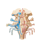 Cranial Nerve Nuclei in Brain Stem: Schema