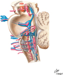 Cranial Nerve Nuclei in Brain Stem: Schema (continued)