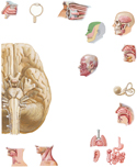 Cranial Nerves (Motor and Sensory Distribution): Schema