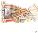 Oculomotor (CN III), Trochlear (CN IV), and Abducens (CN VI) Nerves: Schema