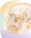 Trigeminal Nerve (CN V): Schema