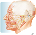 Facial Nerve (CN VII): Schema