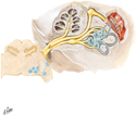 Vestibulocochlear Nerve (CN VIII): Schema