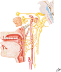 Glossopharyngeal Nerve (CN IX): Schema