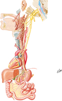 Vagus Nerve (CN X): Schema