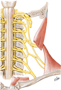 Accessory Nerve (CN XI): Schema