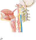 Hypoglossal Nerve (CN XII): Schema