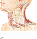 Cervical Plexus: Schema