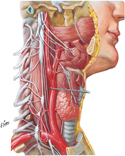 Autonomic Nerves in Neck