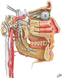 Autonomic Nerves in Head