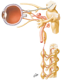 Ciliary Ganglion: Schema