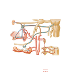 Pterygopalatine and Submandibular Ganglia: Schema