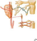 Otic Ganglion: Schema