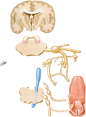 Taste Pathways: Schema