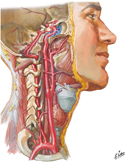 Arteries to Brain and Meninges