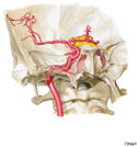 Internal Carotid Artery in Petrous Part of Temporal Bone