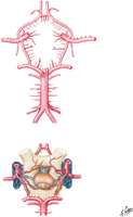 Cerebral Arterial Circle (of Willis)