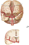 Arteries of Brain: Frontal View and Section