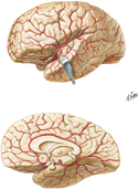 Arteries of Brain: Lateral and Medial Views