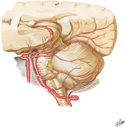 Arteries of Brain: Branches of Vertebral and Basilar Arteries
