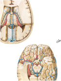 Deep Veins of Brain