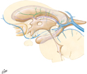 Subependymal Veins of Brain