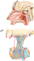 Vasculature of Hypothalamus and Hypophysis