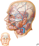 Superficial Arteries and Veins of Face and Scalp