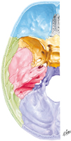 Cranial Base: Superior View