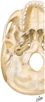 Foramina and Canals of Cranial Base: Inferior View