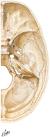 Foramina and Canals of Cranial Base: Superior View