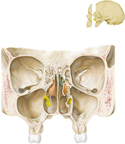 Nasal Skeleton and Paranasal Sinuses