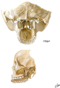 Pterygoid Fossae to Cranial Base: Inferior and Lateral Views