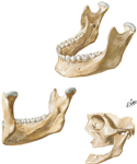 Mandible