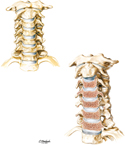 Cervical Part of Spinal Column