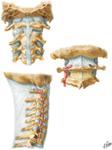 External Craniocervical Ligaments