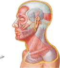 Muscles of Facial Expression: Lateral View