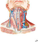 Superficial Veins of Neck