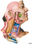 Cervical Fasciae