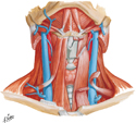Infrahyoid and Suprahyoid Muscles