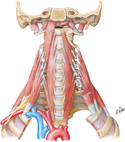 Anterior and Lateral Cervical Muscles