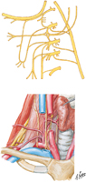 Nerves of Neck (continued)