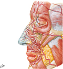 Muscles, Nerves and Arteries of Face