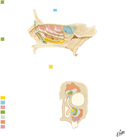 Paranasal Sinuses: Changes with Age